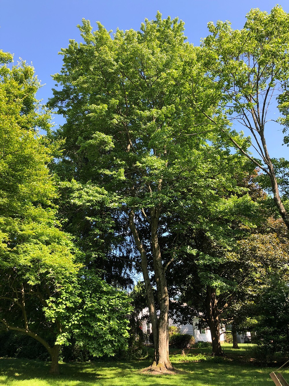 Northern Red Maple Tree | Premium Seeds | Acer rubrum ‘Fall’ | Plants’®