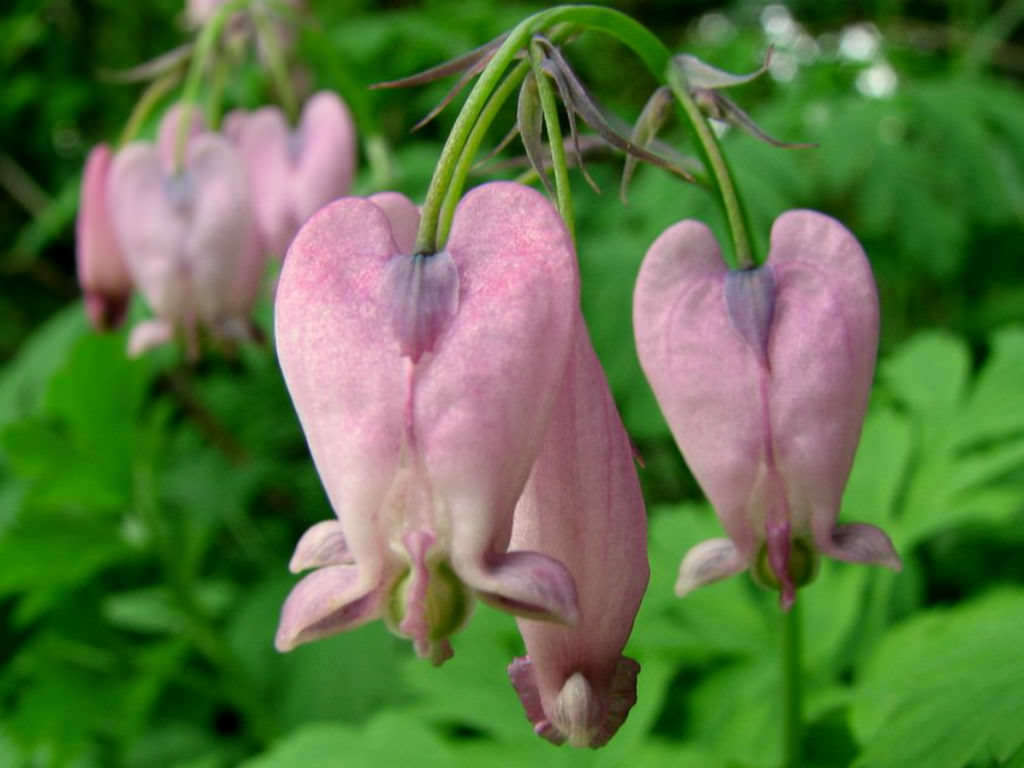 FRINGED BLEEDING HEART~DICENTRA FORMOSA~LIVE PLANTS~BARE ROOTS~FLOWERS FOR SHADE