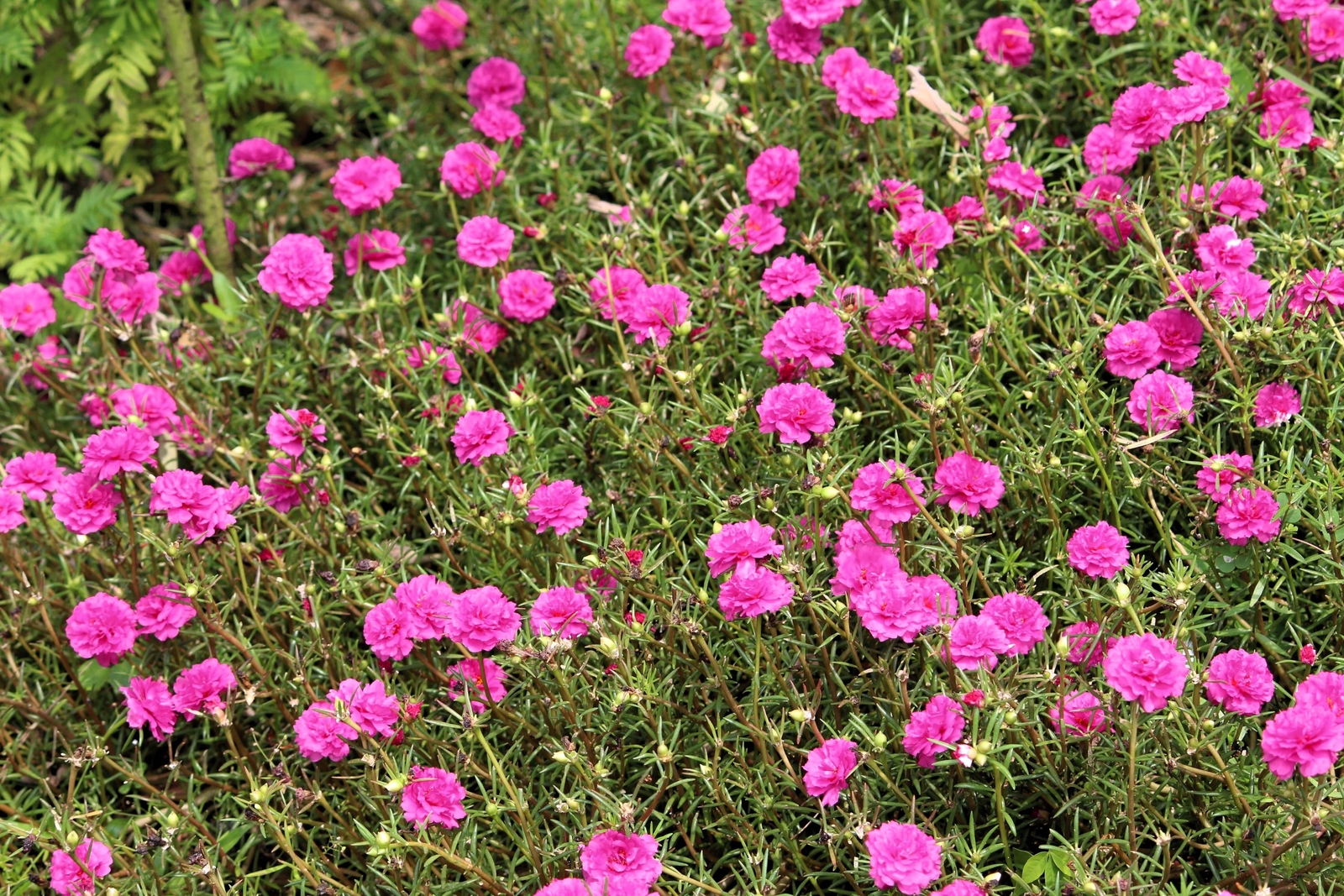 100 PINK PORTULACA Grandiflora / MOSS ROSE Flower Seeds *Flat S/H