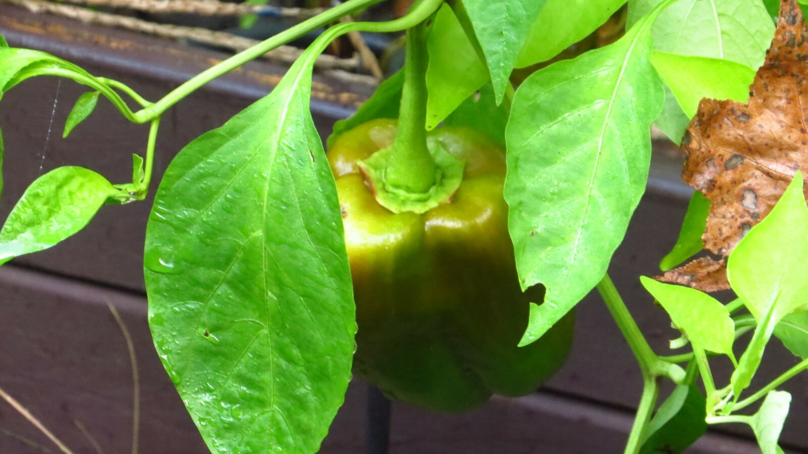 50+ Red, Orange,Yellow & Green Bell Pepper Seeds.US grown seeds.