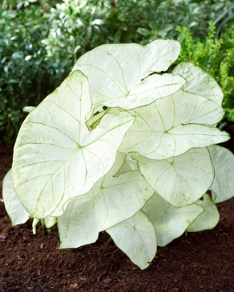 Florida Moonlight Caladium Bulbs