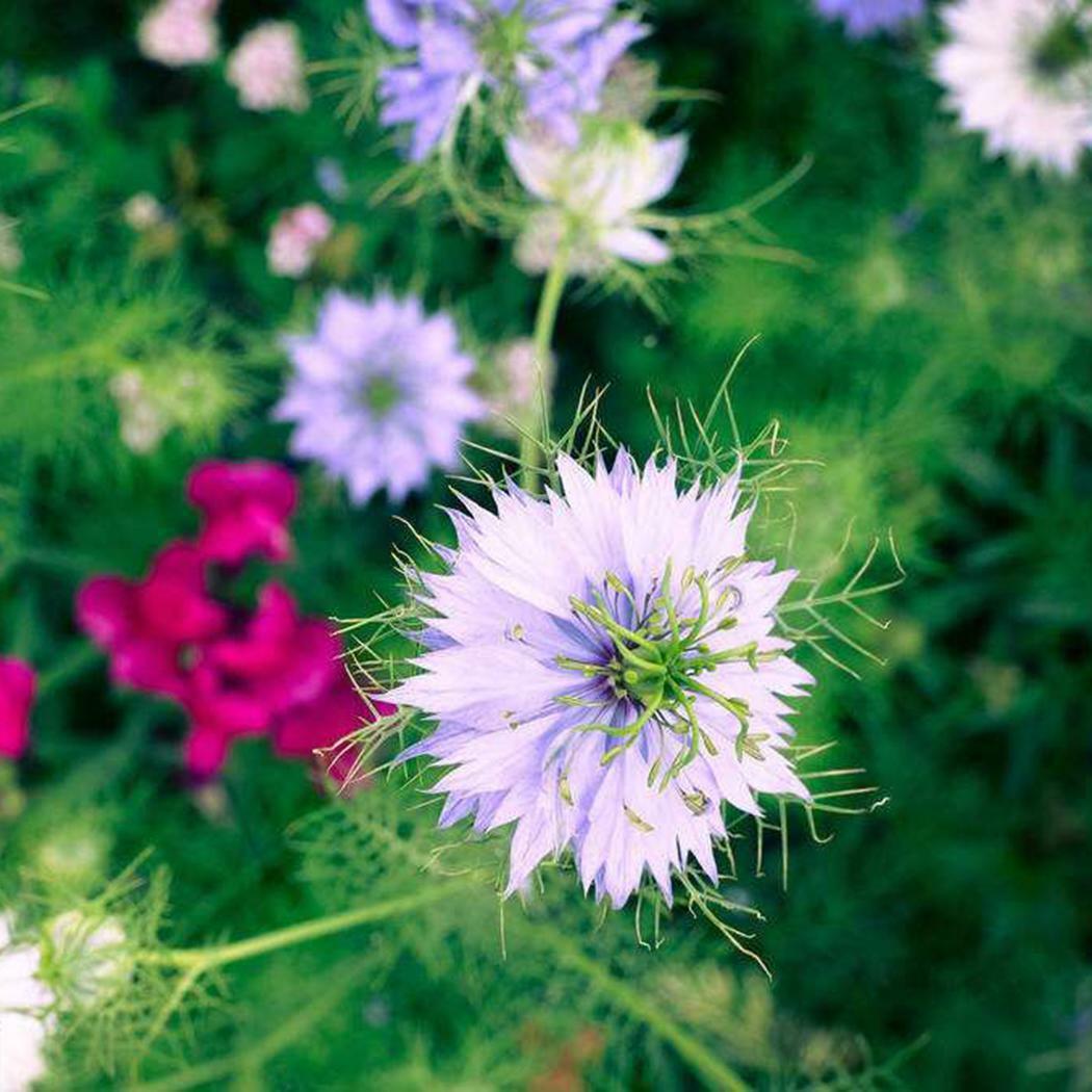 501+LOVE IN A MIST Flower Seeds Flowering Annual Cut Dried Flowers Container