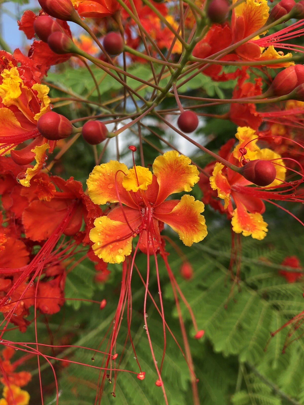 20 seeds Caesalpinia Pulcherrima PRIDE OF BARBADOS MEXICAN BIRD OF PARADISE