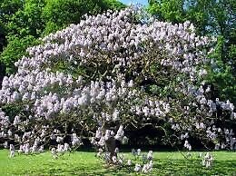 20 Tree White empress Bonsai Seeds Heirloom Rare colorful lawn plant dogwood