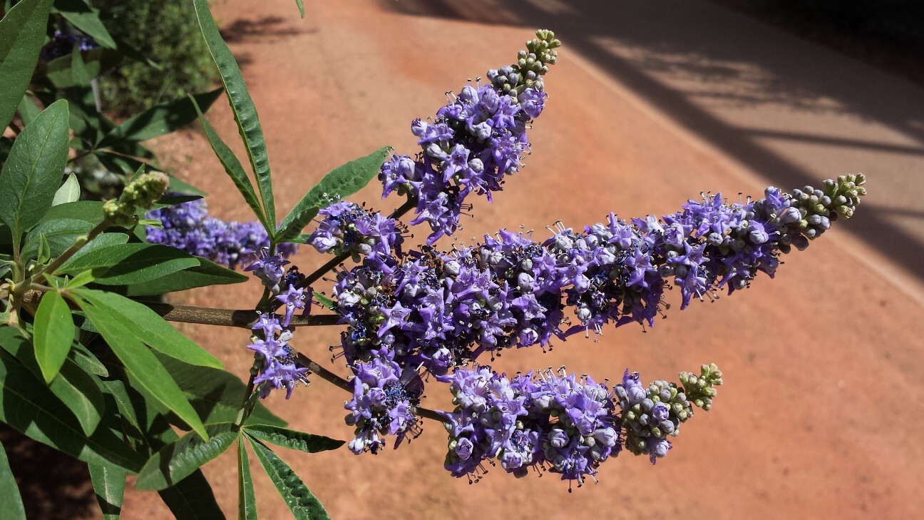 50 CHASTE VITEX TREE SEEDS (Vitex agnus-castus) Monks Pepper, Hardy