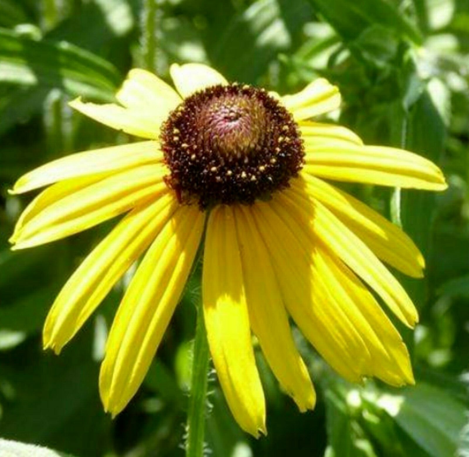  🌼Black Eye Susan 🌼25 Fresh Seeds