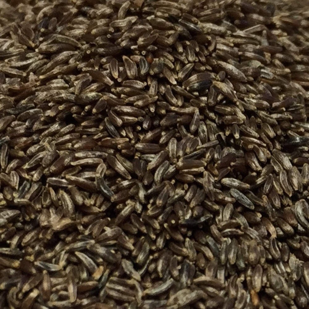 Mugwort Seeds (Artemisia vulgaris) ~Traditional Herb Native Perennial Garden
