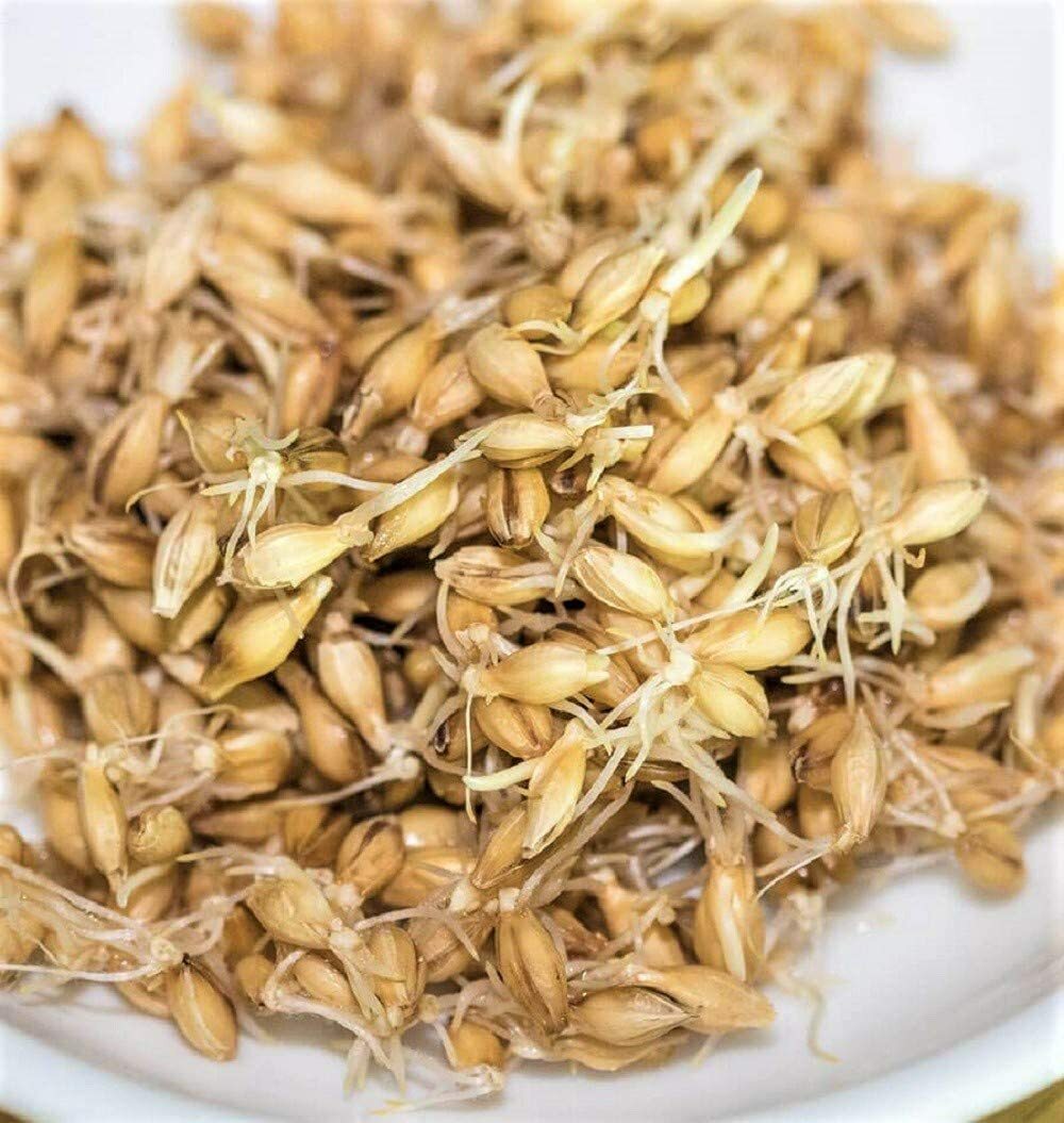 Barley Seeds for Sprouting Microgreens, COOL BEANS N SPROUTS.