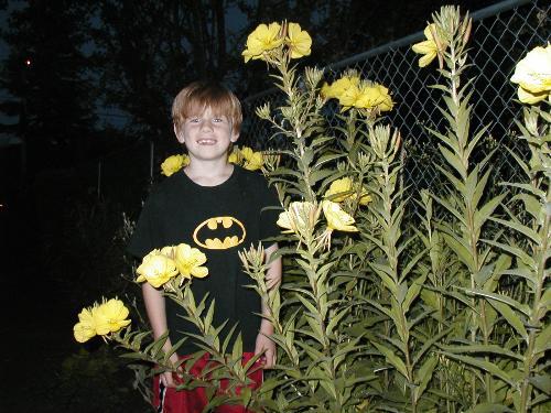 1000 SEEDS – primrose evening – RESEEDS EASILY – GroCo USA- BUY 15-SHIPS FREE