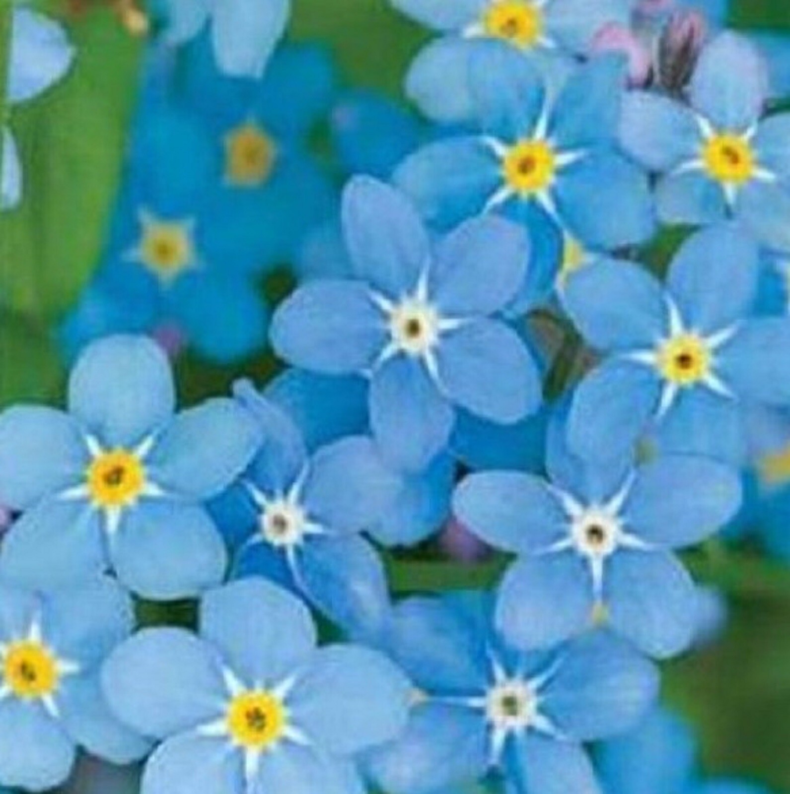 Chinese Forget Me Not Seeds 200 SEEDS –BUY 4 ITEMS FREE SHIPPING