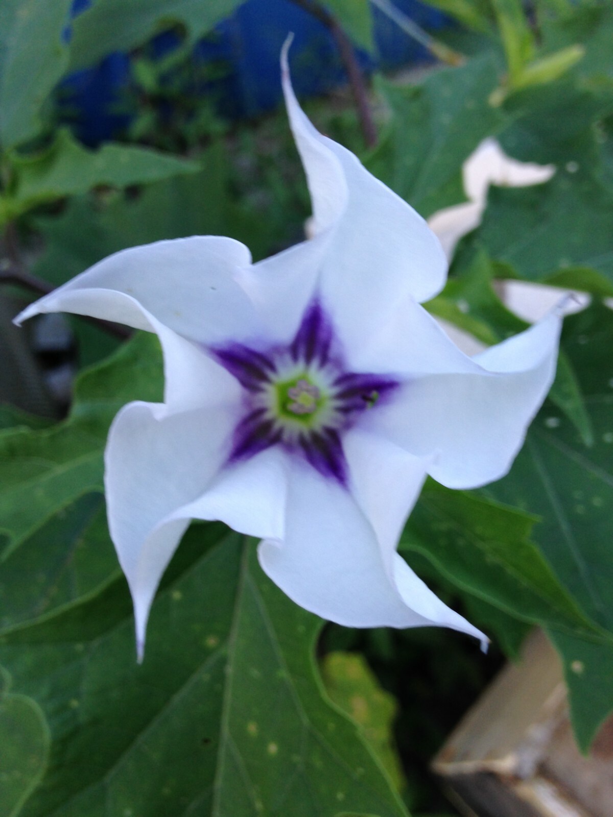 Datura Seeds-Stramonium-Perennial-Devil’s Snare-Thorn Apple-20 Seeds from 2022