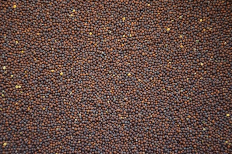 Spicy Brown Mustard Greens Seeds | Brassica Lettuce Collards Green Seed 2024