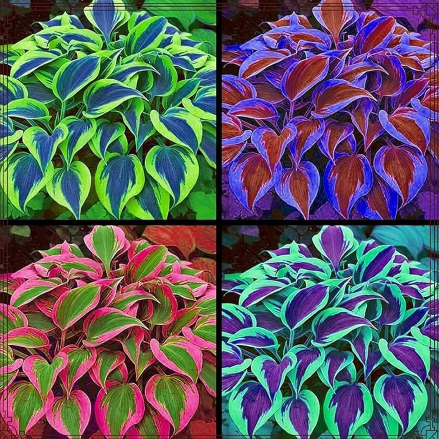 185+ Mixed Color Hosta Seeds for Planting Outdoors- Shade/Cold Tolerant Perennia