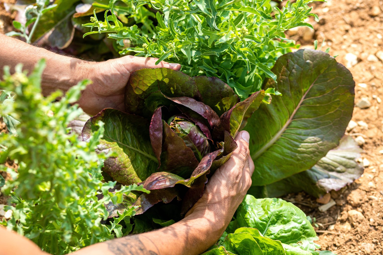 3000 RED ROMAINE LETTUCE Lactuca Sativa Vegetable Seeds *Flat S/H