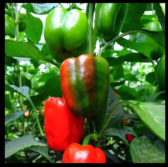 California Wonder Bell pepper 20 – 18,400 Seeds Red Green Heirloom Large Sweet