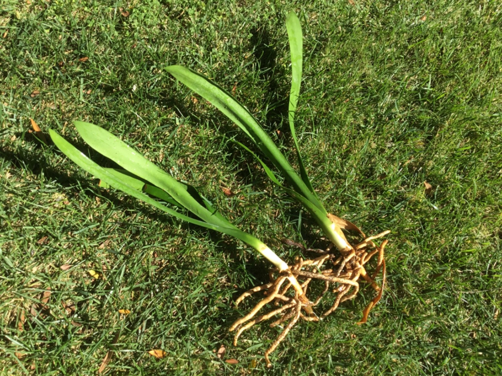 Yellow Clivia Bush Lily plant. 4 yrs old