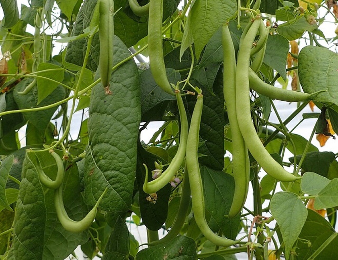 Strike Bush Green Bean Seeds, NON-GMO, Heavy Yields, FREE SHIPPING