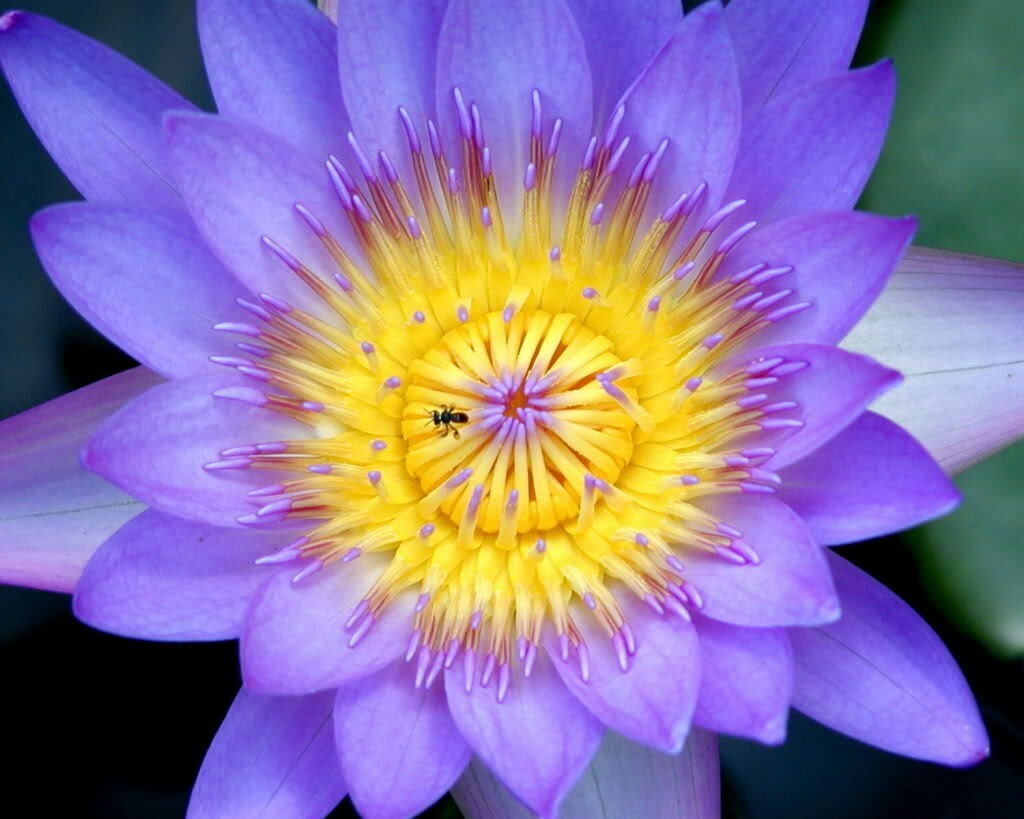 10 PURPLE WATER LILY Pad Nymphaea Sp Pond Lotus Flower Seeds *Combined Shipping