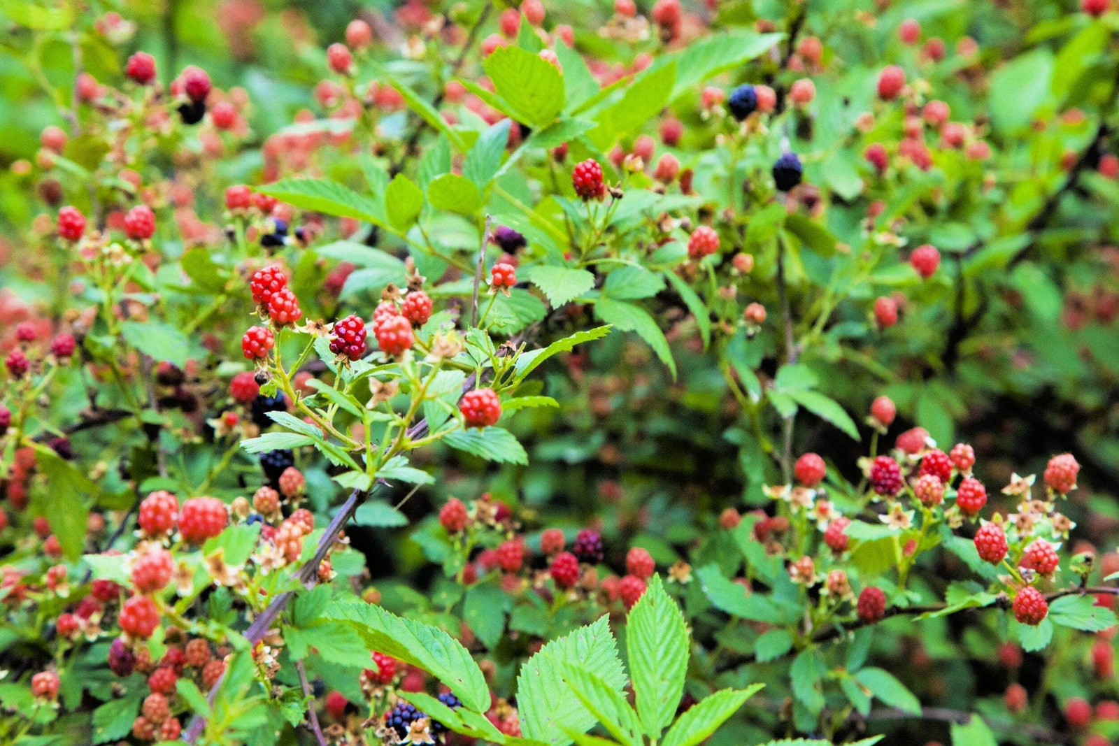 50 WHITEBARK Black RASPBERRY Western Blackcap Rubus Leucodermis Fruit Berry Seed