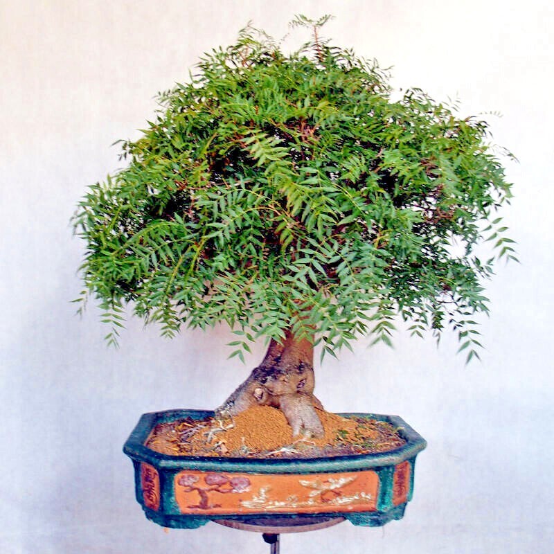 10 Chinese Pistachio Pistache, Pistacia chinensis Tree Seeds Hardy Bonsai Plant