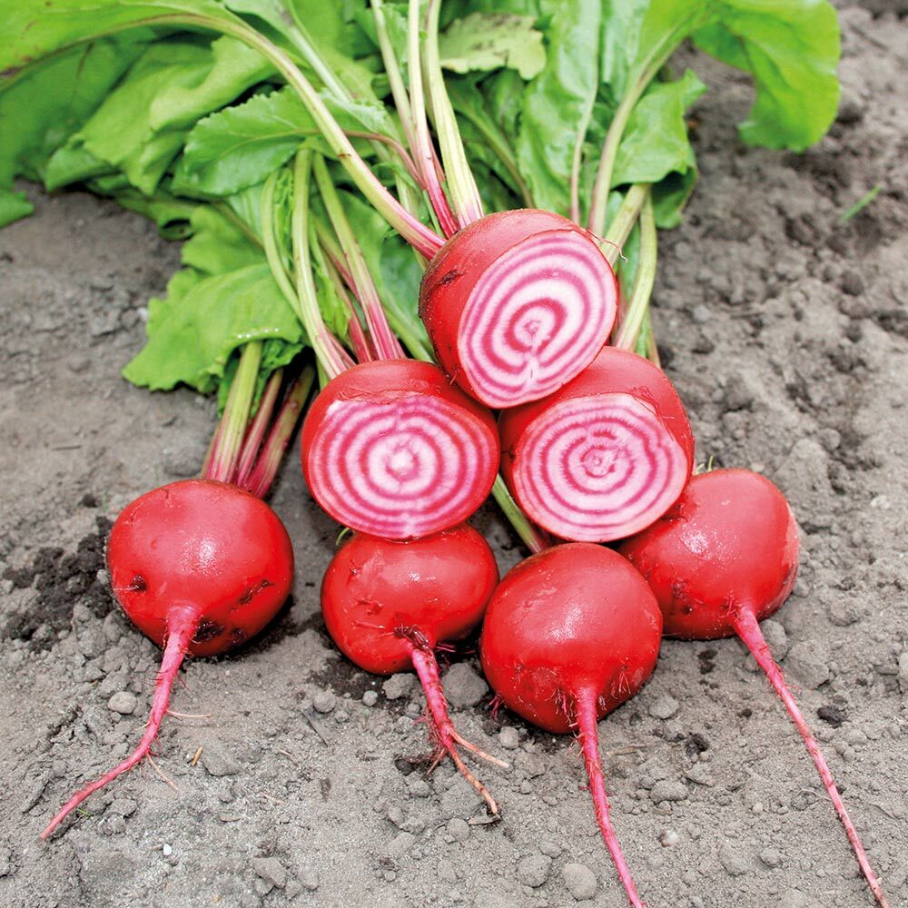 #10 Heirloom Vegetable Seeds 6 Variety Garden Set Emergency Survival NON-GMO