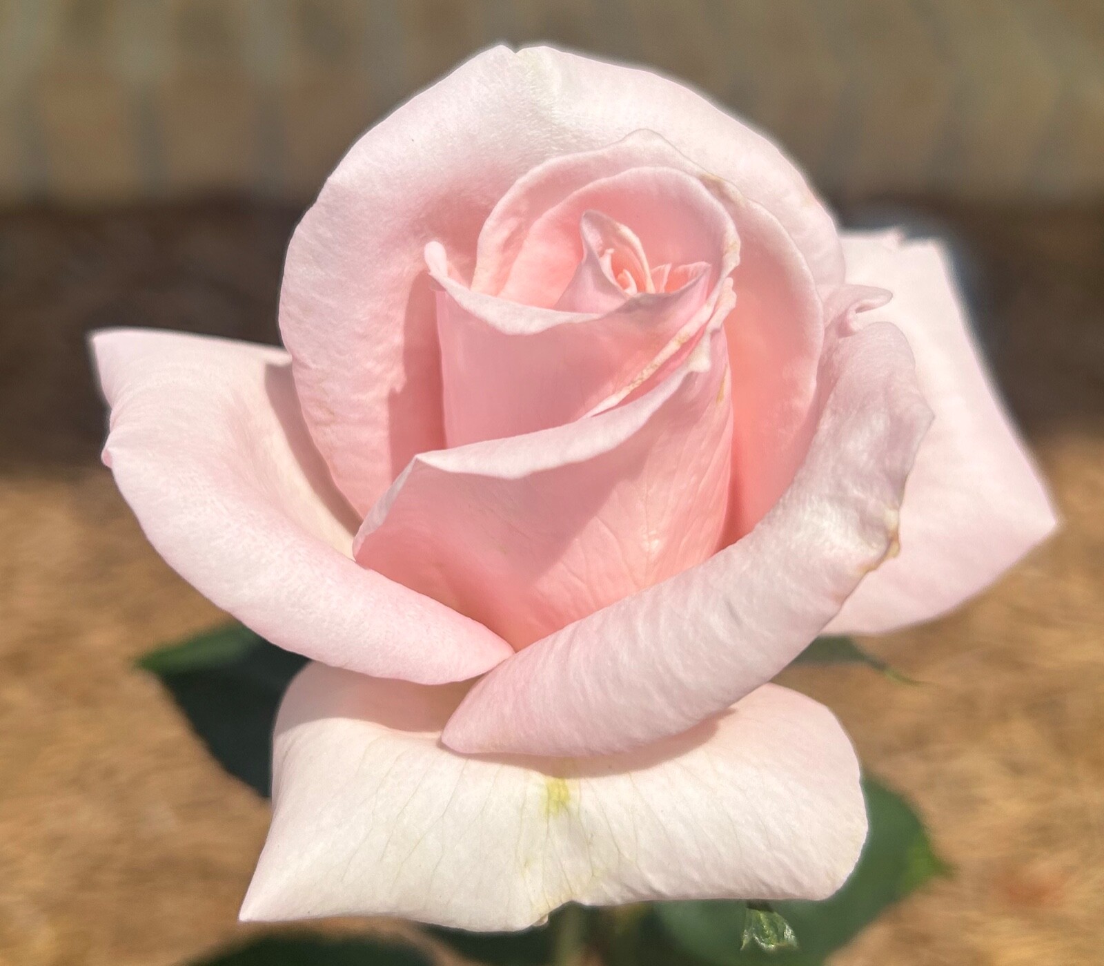 20 CLASSIC STYLE ROSE SEEDS home garden flower plant bush diy Rosas hybrid tea