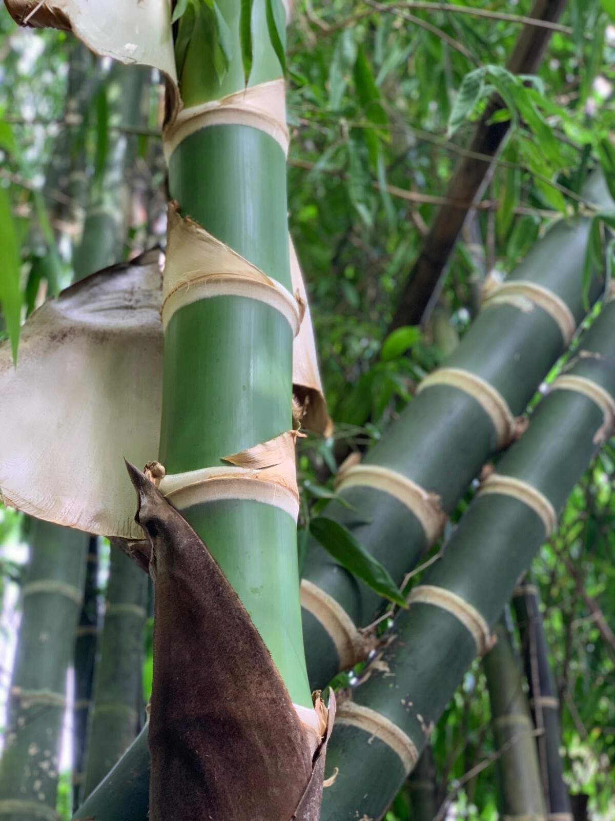 Guadua Bamboo – Guadua angustifolia **CLUMPING**