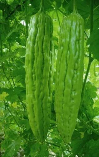 Mixed Green Skin Long + Indian Dark Green Bitter Gourd Ku Gua Khổ Qua 30+ Seeds