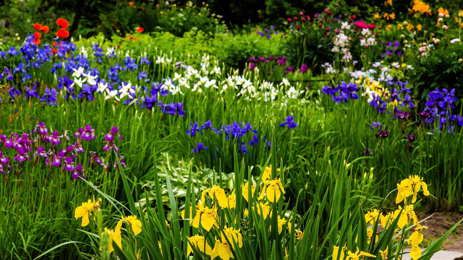 20 MIXED SIBERIAN IRIS Sibirica Iris Bicolor Blue Red White Purple Flower Seeds