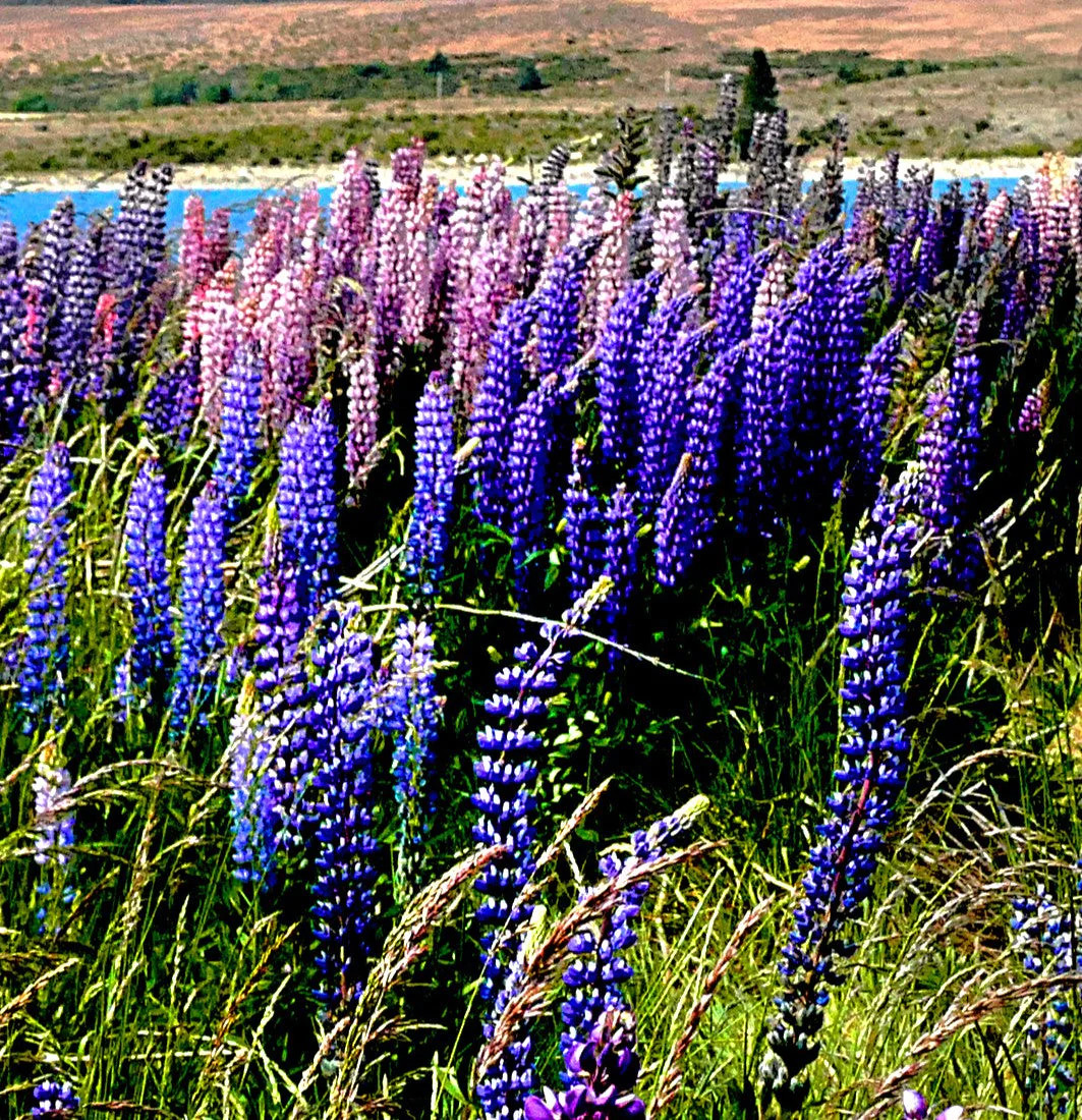 The Governor Blue Russell Lupine Seeds – For 2025 Planting Deep-Blue Lupinus