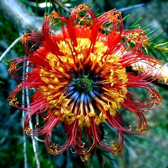 5 Lantern Banksia Tree Seeds “Fireworks” Exotic Flowering House Plant RARE