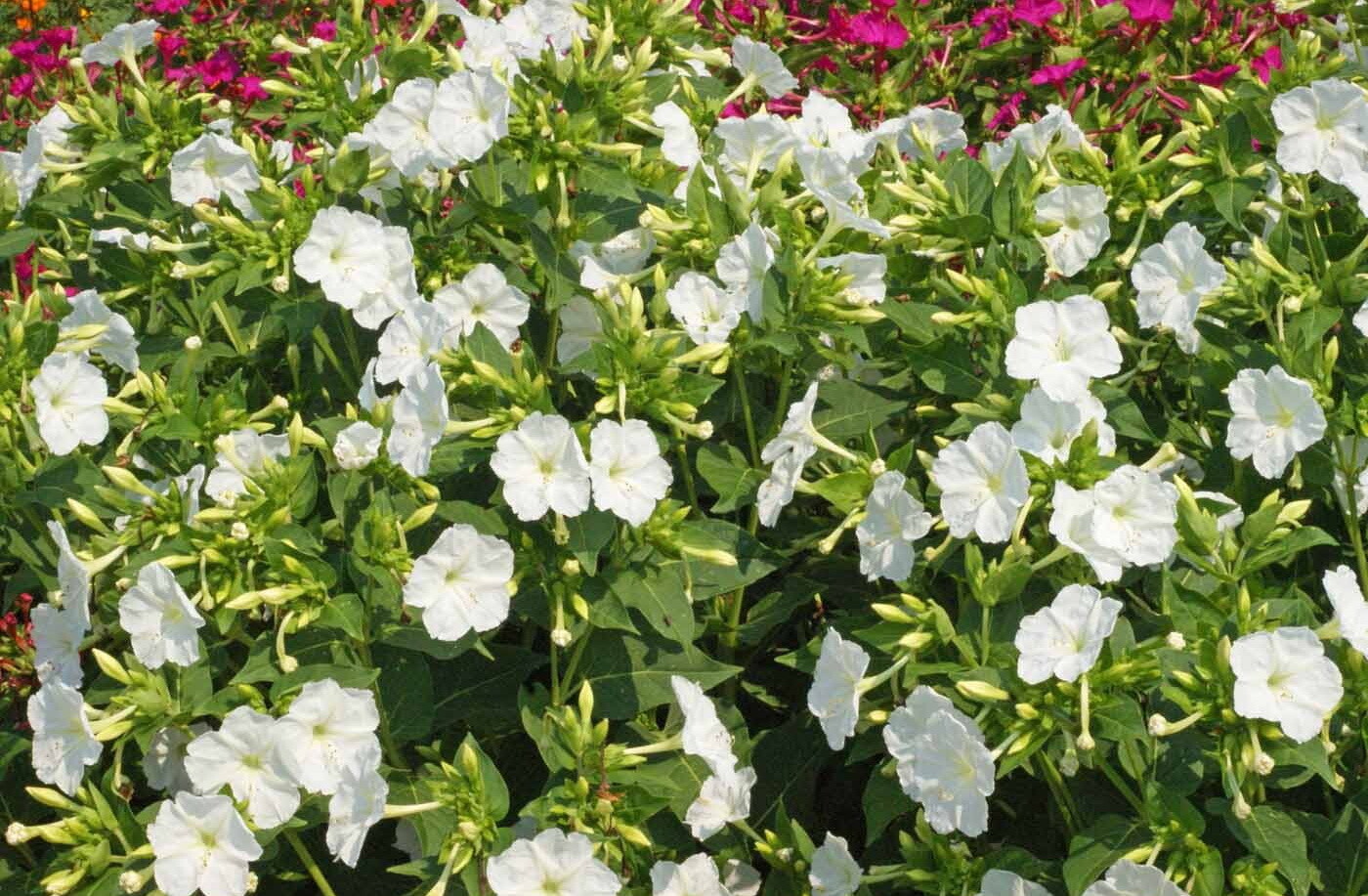 100 White Four O’Clock Flower Seeds Mirabilis jalapa