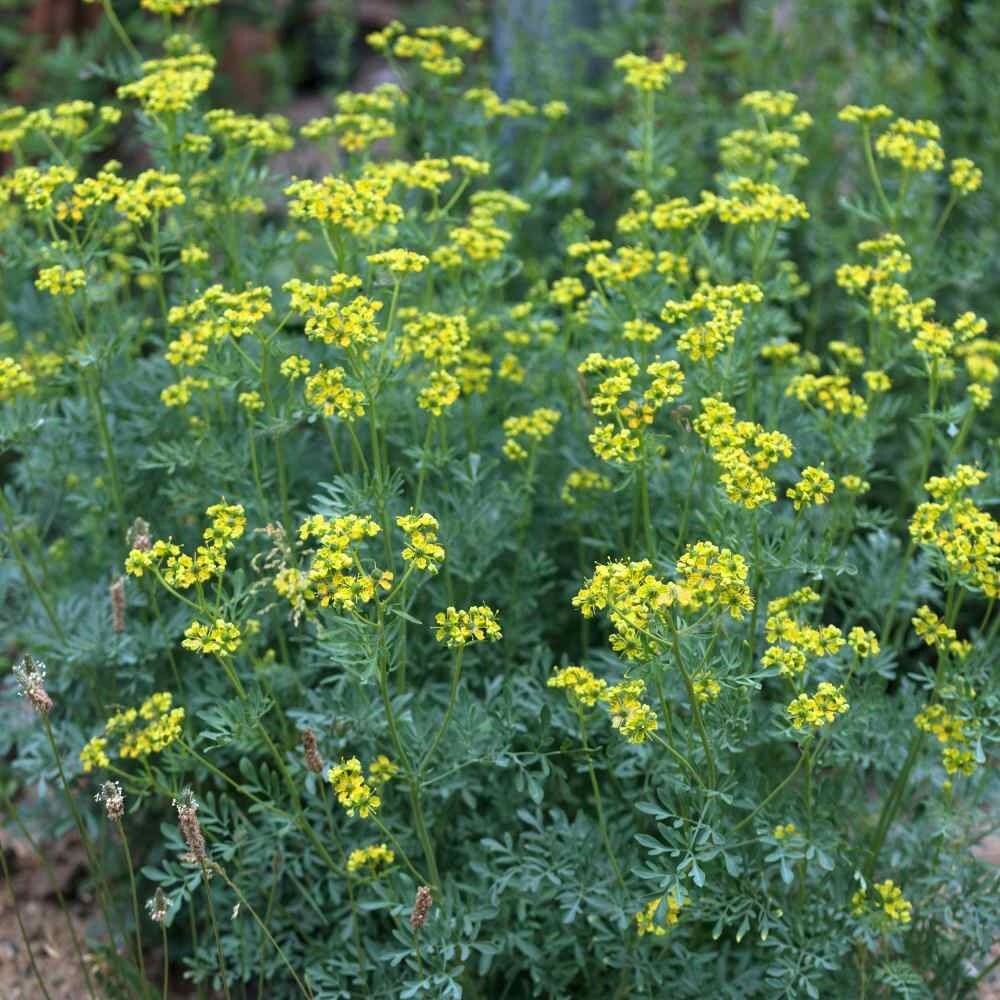 100+ Rue (Ruta graveolens) Seeds | Medicinal Herb Seeds | NON – GMO, US FreeShip
