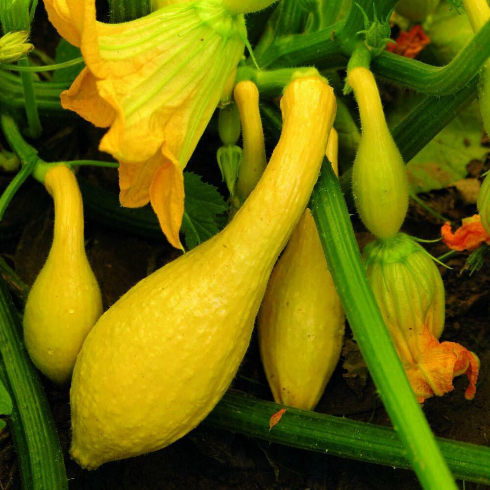 SCARBOROUGH SEEDS Crookneck Yellow Squash Seeds – 25 SEEDS-SAME DAY SHIPPING