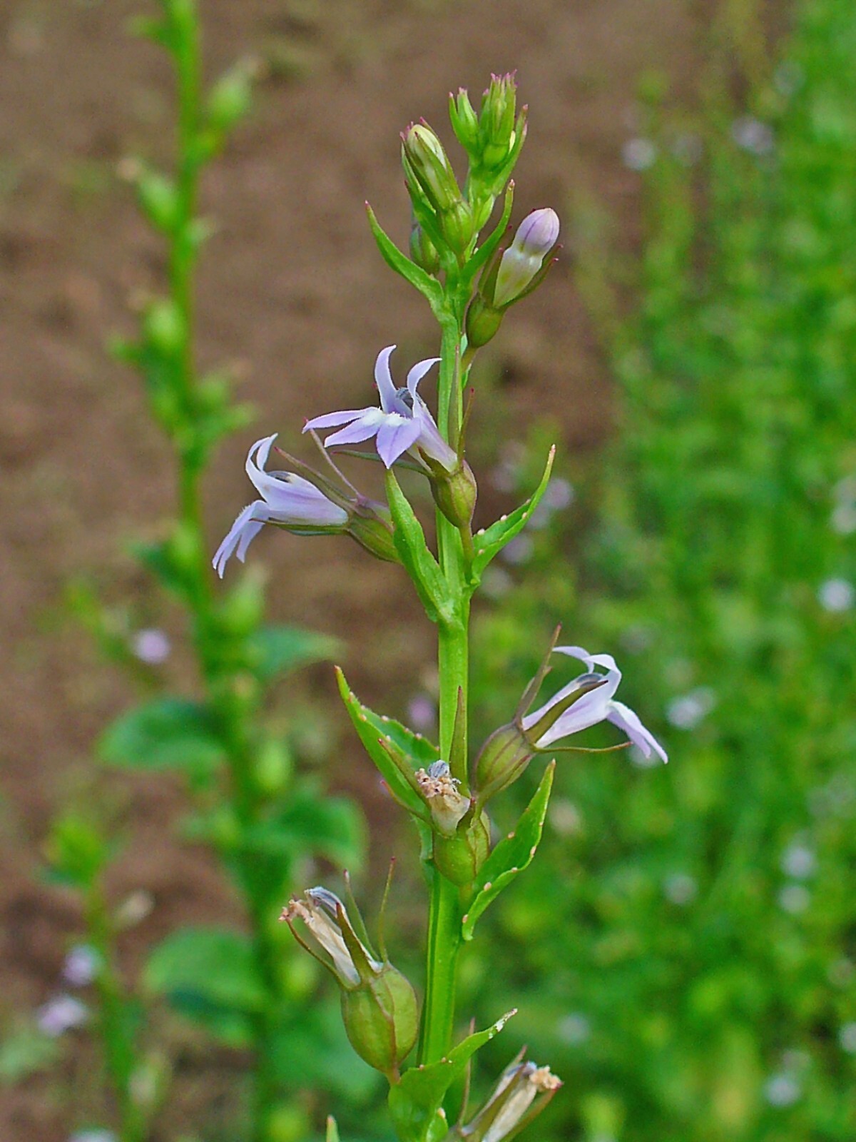 Indian Tobacco Seeds – Lobelia inflata Seeds – Multiple Quantities