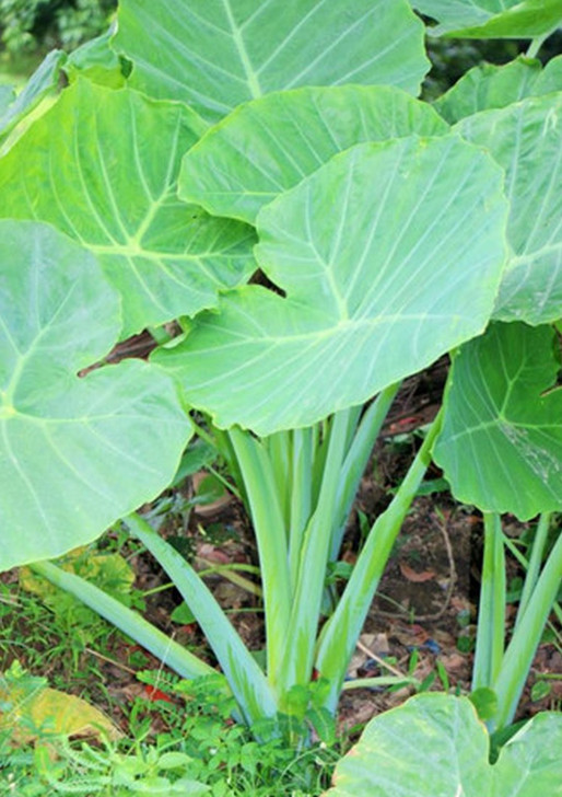 10 LIVE Elephant Ear Taro Kalo Eddo Colocasia Esculenta Gabi Bulb READY to GROW