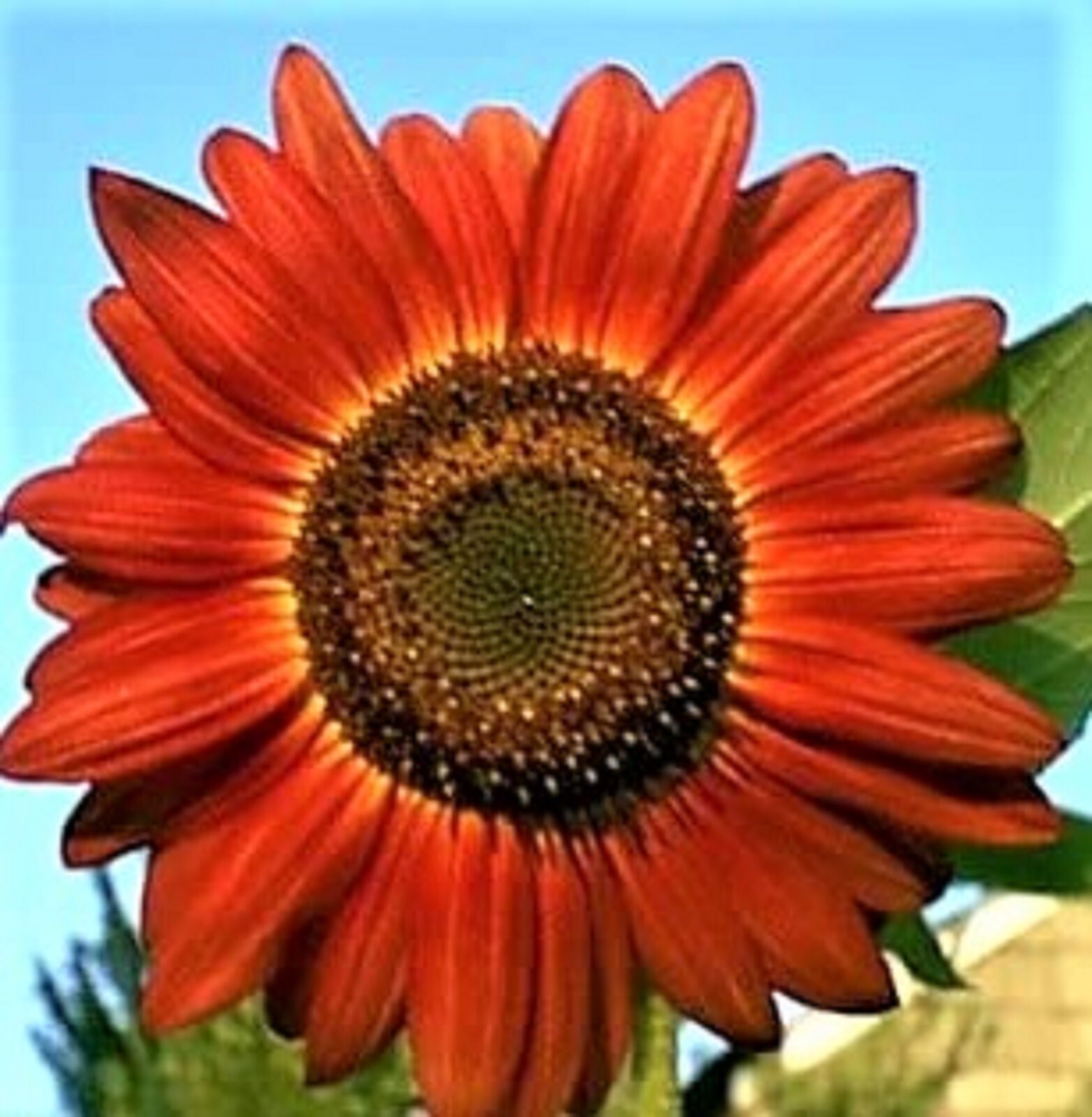 Sunflower Seeds Red Sun 50+ Seeds NON-GMO BUY 4 GET FREE SHIPPING