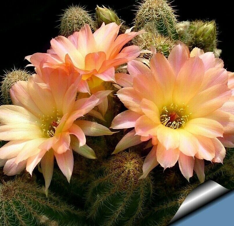 Chamaelobivia (Peanut Cactus) “Perla Di Verona” Cactus Seeds (100 Seeds)