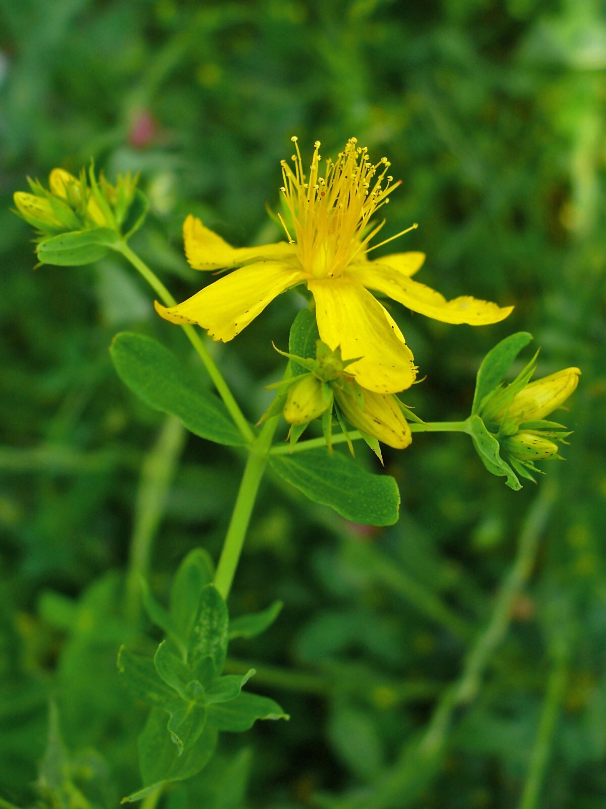St. Johns Wort Seeds – Hypericum perforatum Seeds – Multiple Quantities