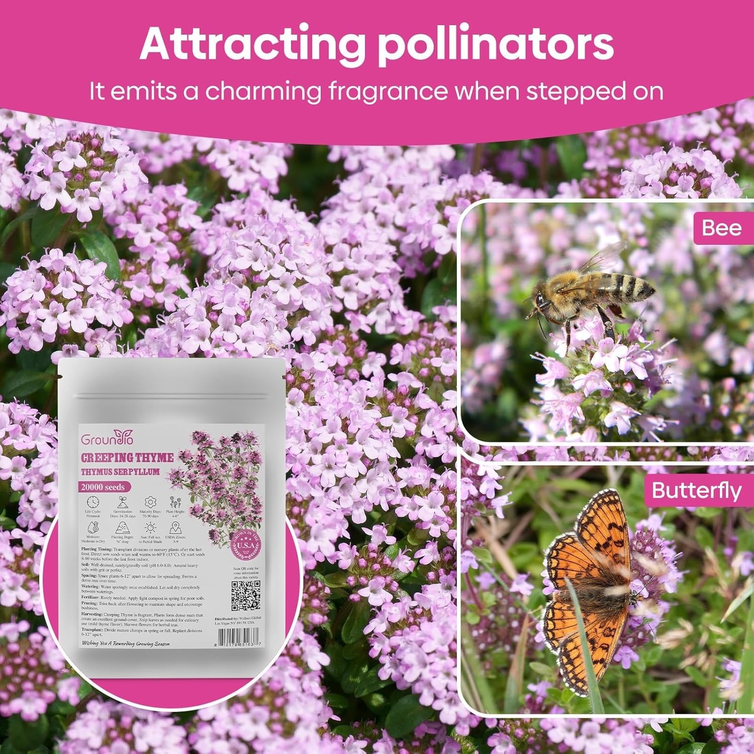 Attract Pollinators with 20000+ Creeping Thyme Seeds – Low Maintenance Option