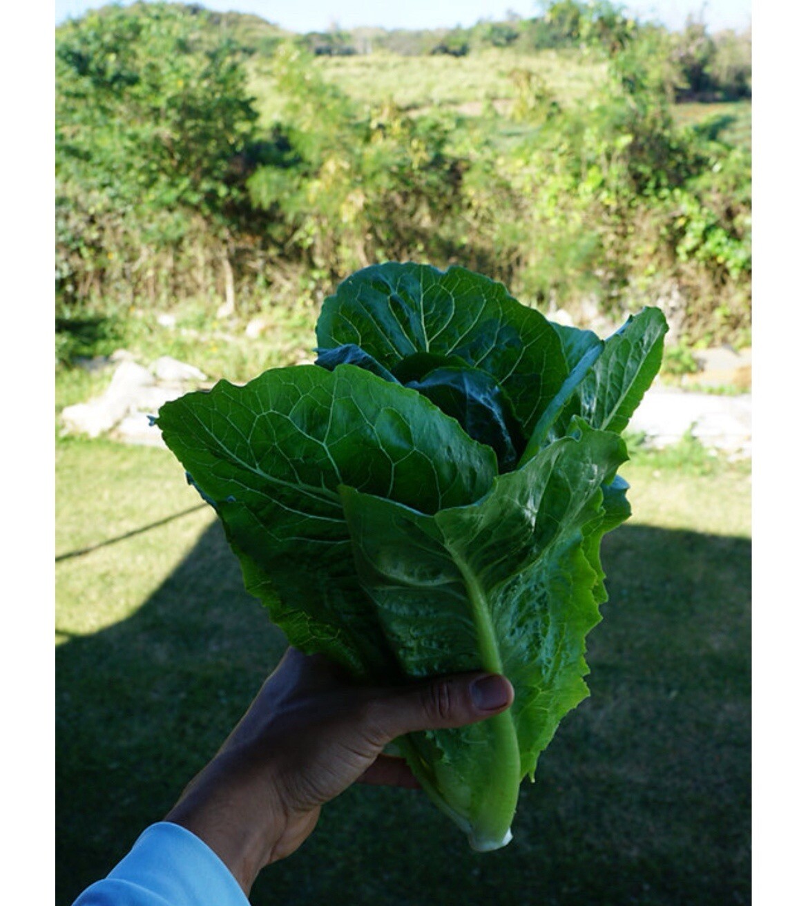 Romaine Lettuce 200+ Seeds, Lactuca Sativa Caesar Salad Green Tower