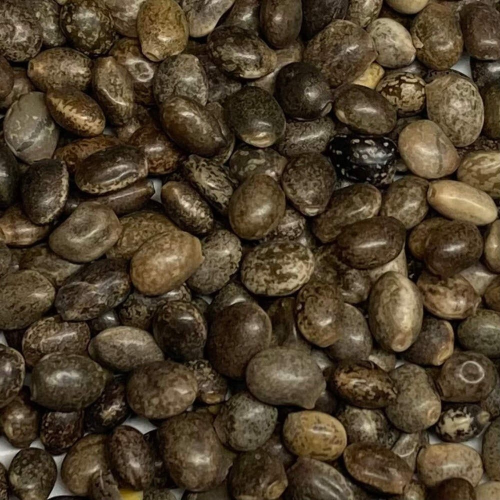 Wild Lupine Seeds (Lupinus perennis) ~Native Wildflower Pollinator Attractor