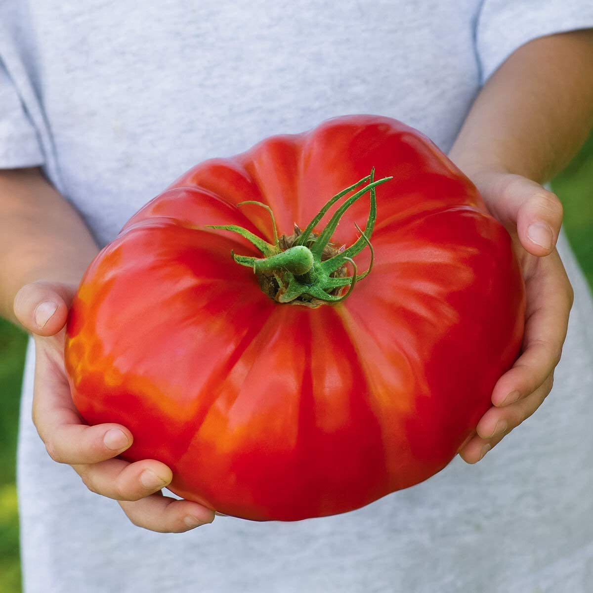 BEEFSTEAK HEIRLOOM TOMATO – 550+ SEEDS – FRESH FOR 2024 GARDENS