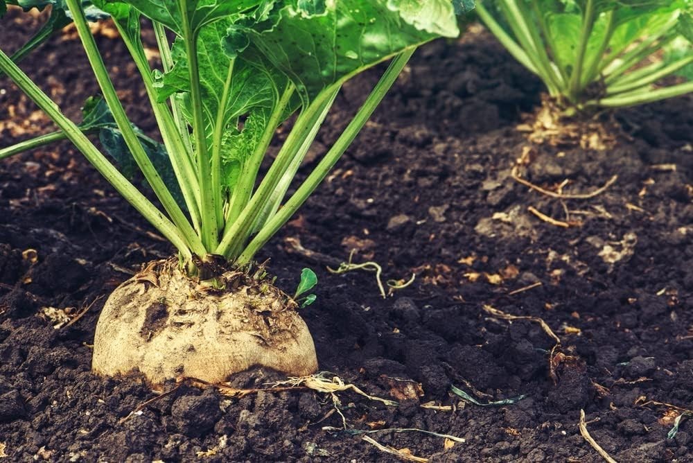 100+ Heirloom Non-GMO Sugar Beet Seeds for Bountiful Harvests – Easy to Grow