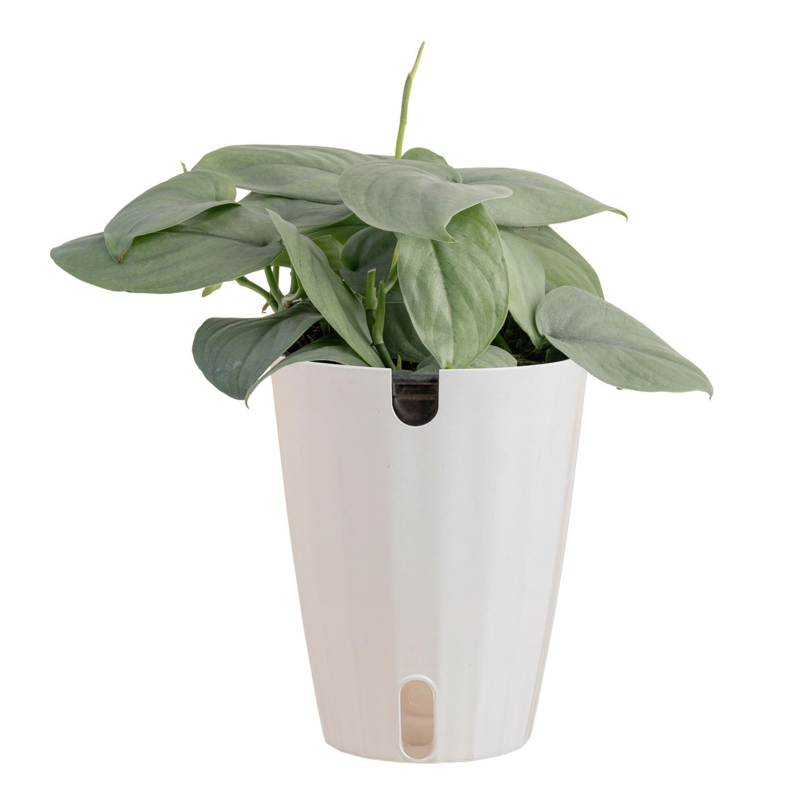 Scindapsus Platinum Java Plant in SelfWatering Pot – Ideal Indoor Decor Gift