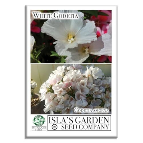 White Godetia Flower Seeds (Clarkia Amoena) – 1500+ Non-GMO Heirloom Seeds, by