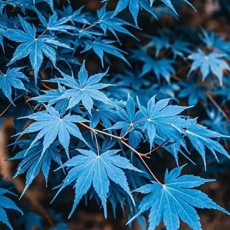 15 Rare Blue Japanese Maple Seeds – Acer Palmatum Ornamental Tree Seeds for P…