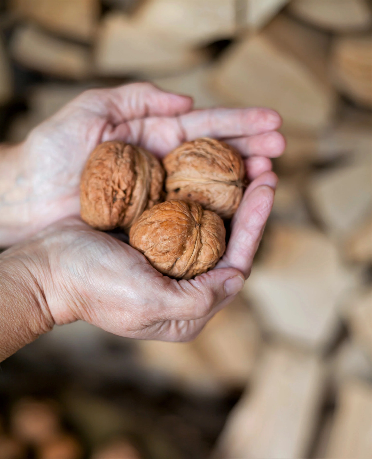 5 ENGLISH WALNUT Common Hardy Carpathian Nut Fruit Tree Juglans Regia Seeds