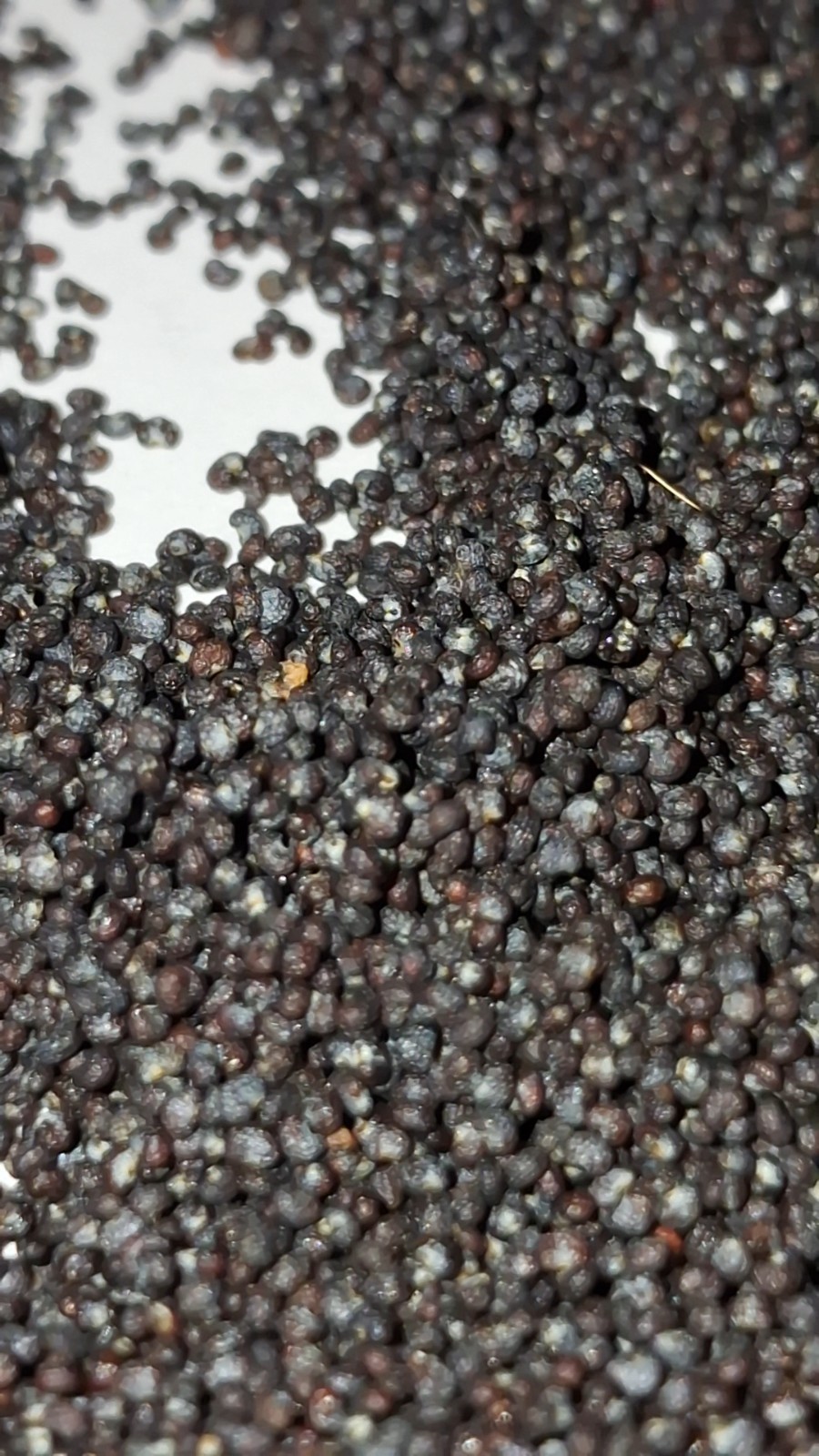 500+ COLD STRATIFIED Poppy Seeds RARE Somniferum blooms DECORATIVE Pods Non-GMO