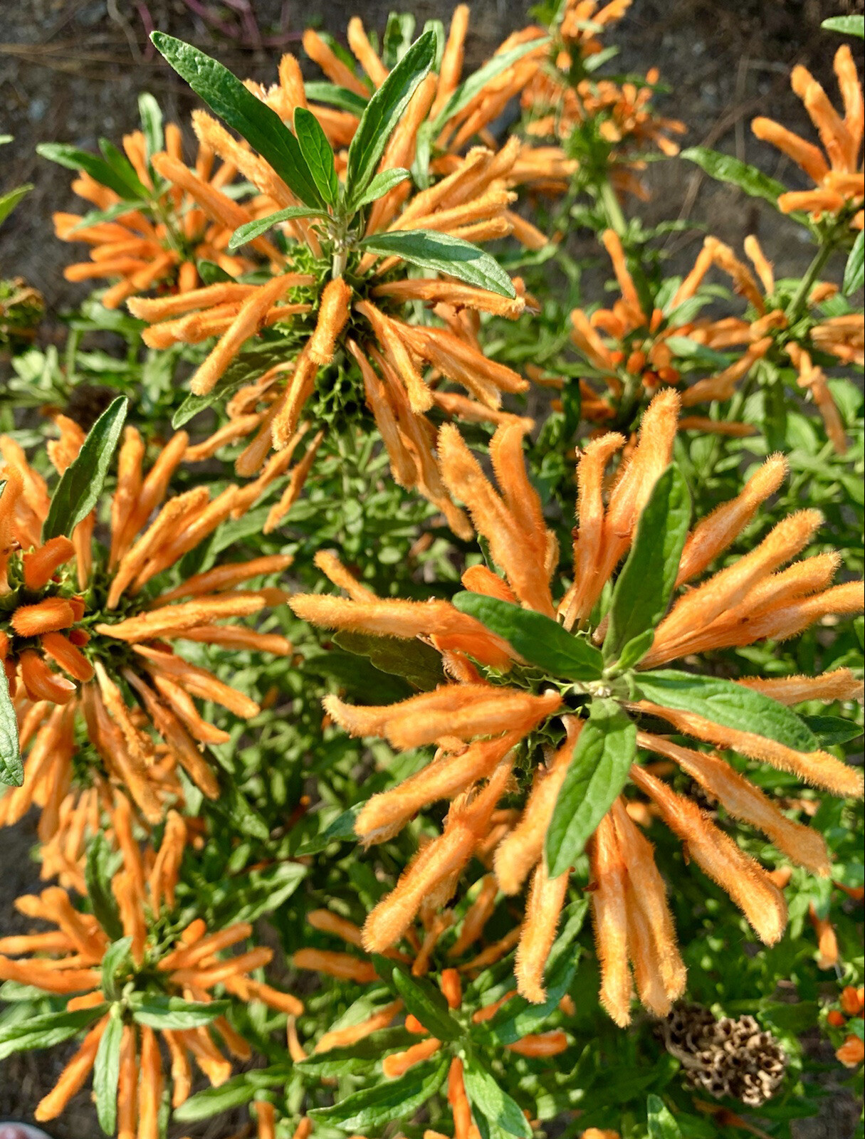 Lion’s ear/ Leonotis Leonurus/ Wild Dagga – 50 seeds 2024 – USA
